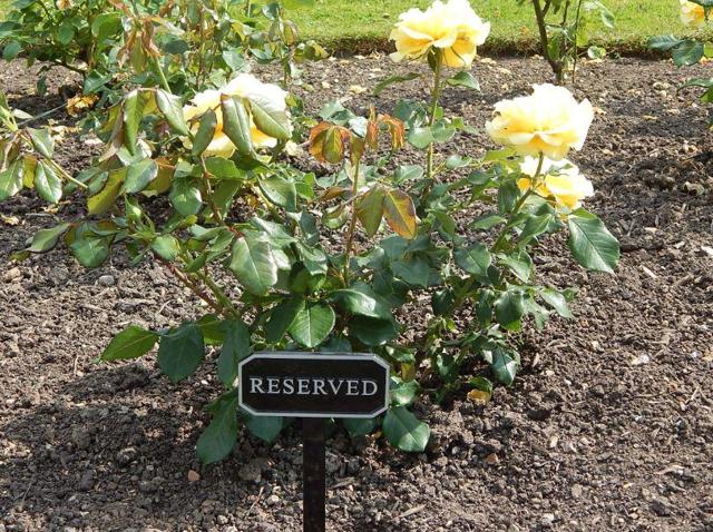 Rose plant in soil with bronze plaque in front