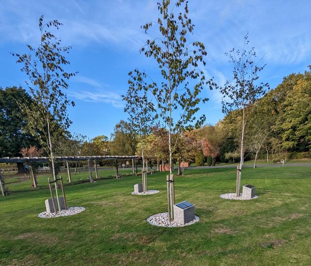 Four Silver Birch trees - each planted in a small circle of gravel with a plaque